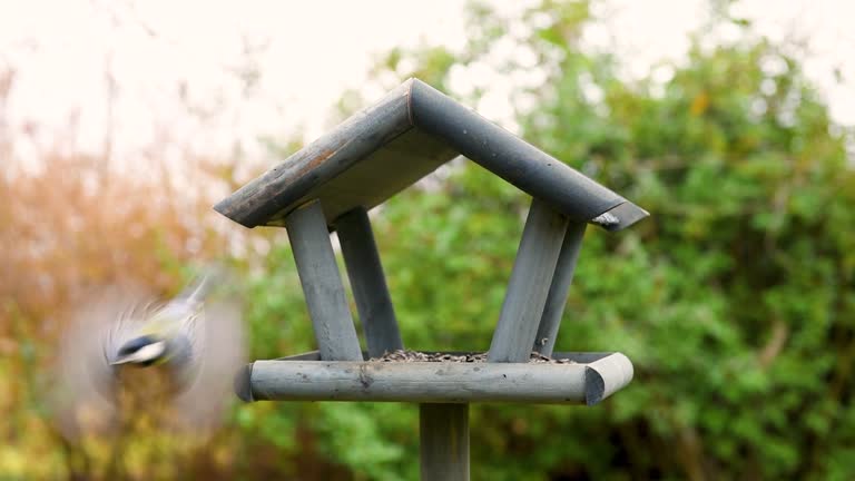 Bird feeder in garden