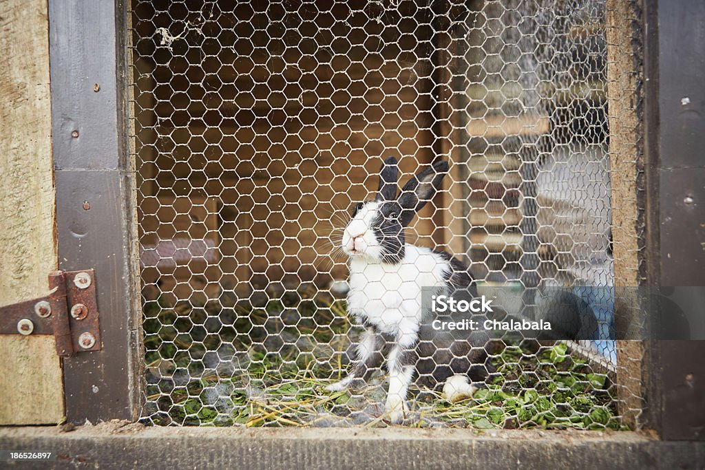 Rabbit Rabbit in the rabbit hutch - selective focus Rabbit Hutch Stock Photo