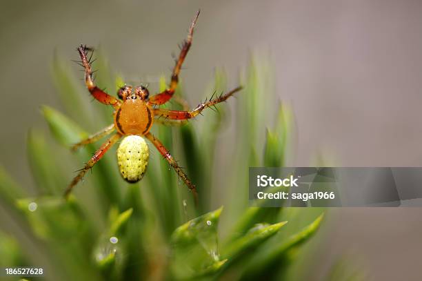 Esticar Aranha - Fotografias de stock e mais imagens de Agulha - Parte de planta - Agulha - Parte de planta, Animal, Ao Ar Livre