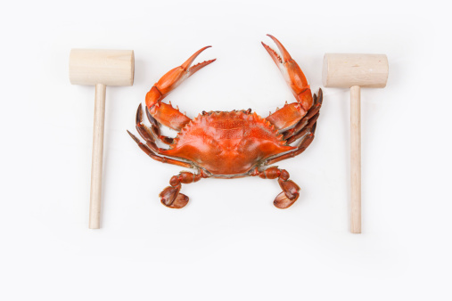 Steamed Blue Crab on white background, one of the symbols of Maryland State and Ocean City, MD.