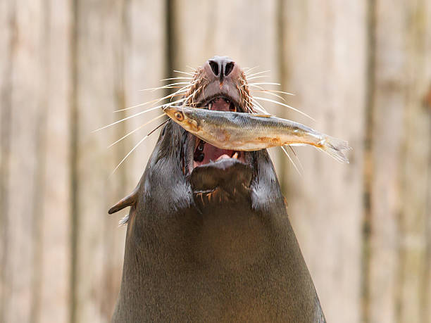 istock South American Sea Lion (Otaria flavescens) 186527727