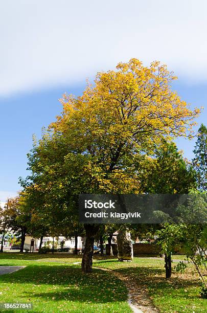 Bunte Blätter Im Herbst Park Stockfoto und mehr Bilder von Ahorn - Ahorn, Baum, Blatt - Pflanzenbestandteile