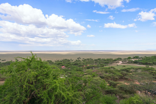 View on plain landscape of Serengeti National Park with acacia trees in foreground against blue sky background. Tanzania, Africa.