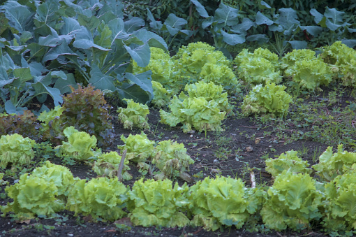 farmhouse garden planted with natural green lettuce