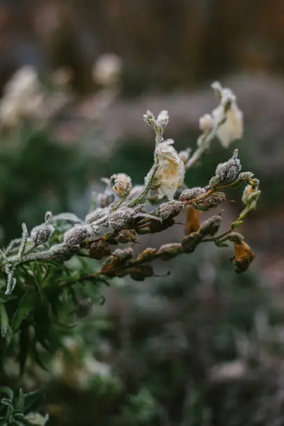 Photo of Snap Dragon Flowers covered in Frost