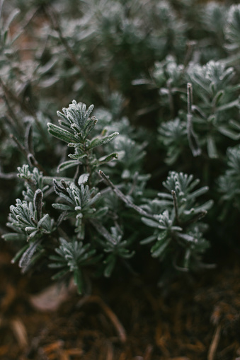 Garden Rosemary Covered in Frost