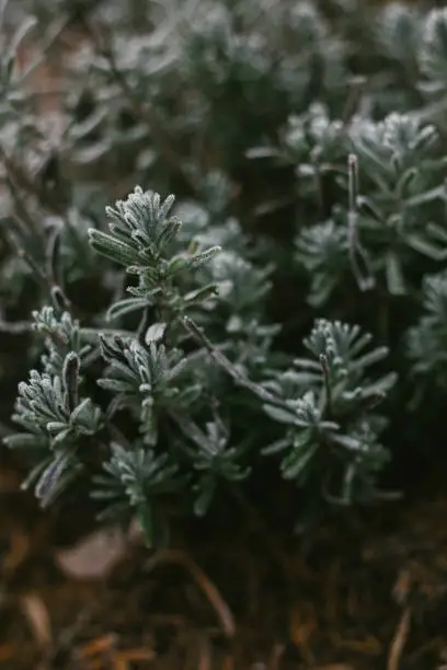 Photo of Garden Rosemary Covered in Frost