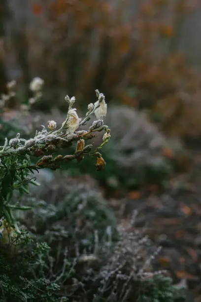 Photo of Snap Dragon Flowers covered in Frost