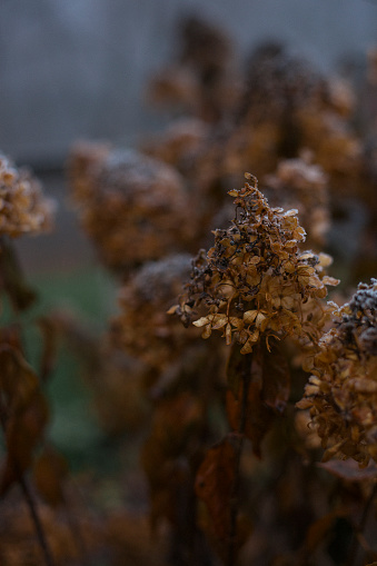 Dried Hydragnea Flowers covered in frost in the garden