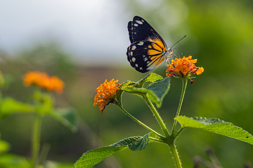 Butterfly sitting on orange wildflowers in the meadow.