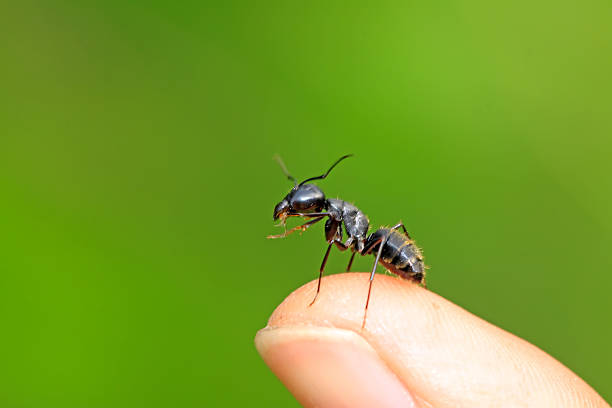 camponotus japonicus - ant ストックフォトと画像
