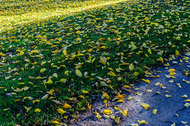 fundo colorido de outono com leafes - leafes autumn grass nature imagens e fotografias de stock