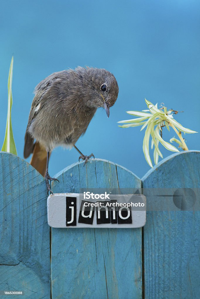 Bird perched on a June decorated fence Black Redstart perched on a decorated fence with June motifs and letters on spanish, portrait orientation Animal Wildlife Stock Photo