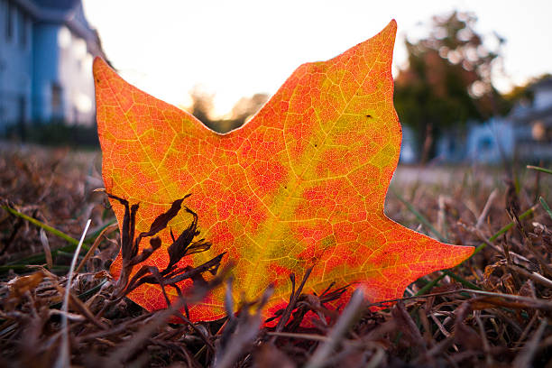 Single Autumn leaf in neighborhood stock photo