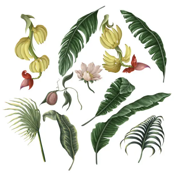 Vector illustration of Banana fruits and leaves isolated. Vector.