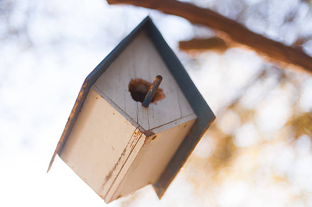 hanging birdhouse up in a tree stock photo