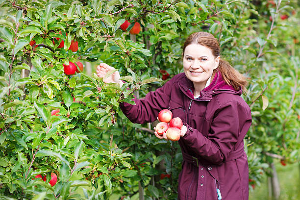 istock Young woman picking red apples in an orchard 186531027