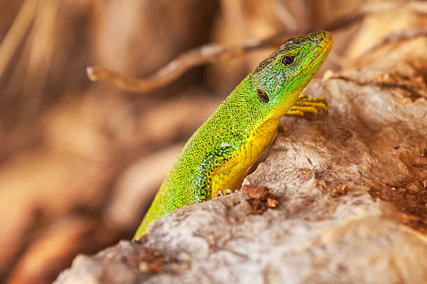 istock Green lizard sit on red dry stones 186531297