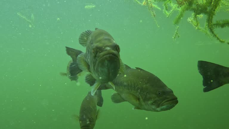 A School of Largemouth Bass (black bass) come to observe camera