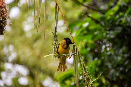 A male southern masked weaver bird builds his nest in a national park in Zimbabwe