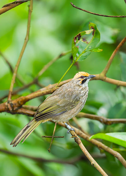 Stroh-Leitung Bulbul – Foto