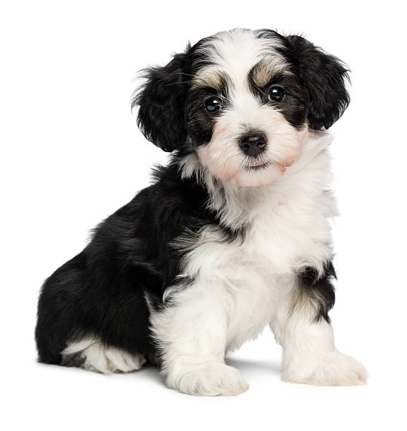 istock Beautiful sitting tricolor havanese puppy dog 186533058