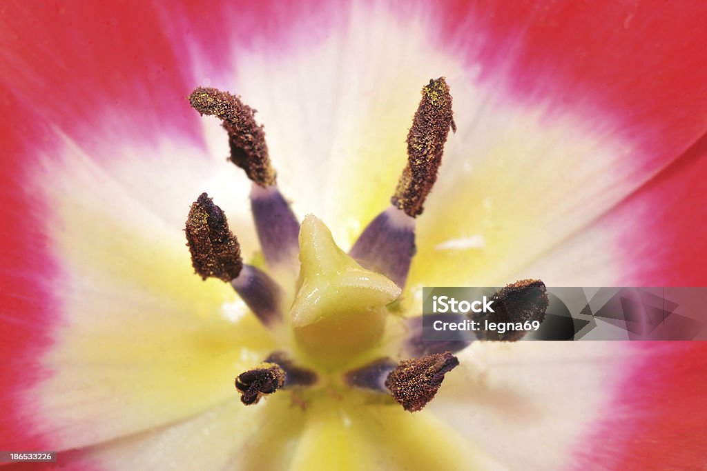 Tulipa interior - Foto de stock de Amarelo royalty-free