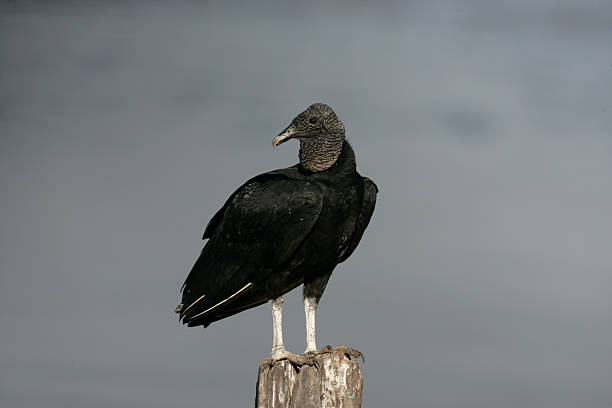istock Black vulture, Coragyps atratus 186533396