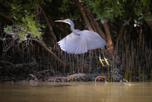blue Egret  Flight Through a Mangrove Swamp