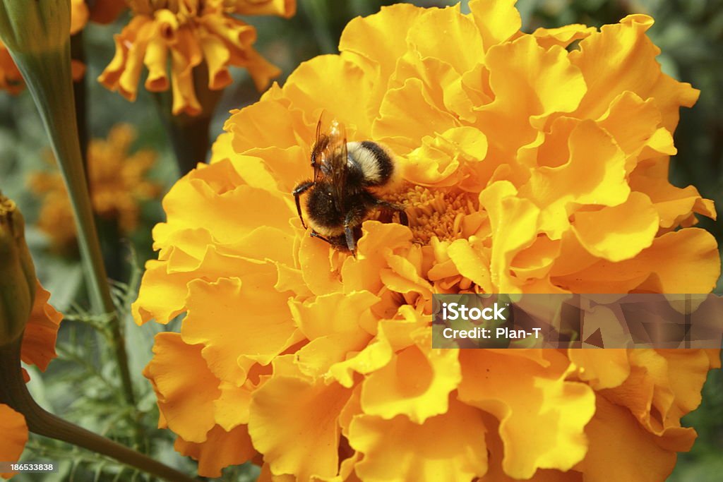 Calendulafeldern mit Biene - Lizenzfrei Bestäuber Stock-Foto