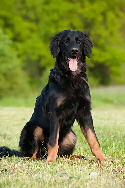 Hovawart dog on nature background