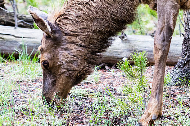 Female Elk eating grass, Yellowstone National Park, Wyoming, USA stock photo