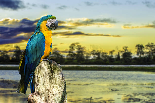 istock Blue and Yellow Macaw ( Arara ) in Pantanal, Brazil 186534331