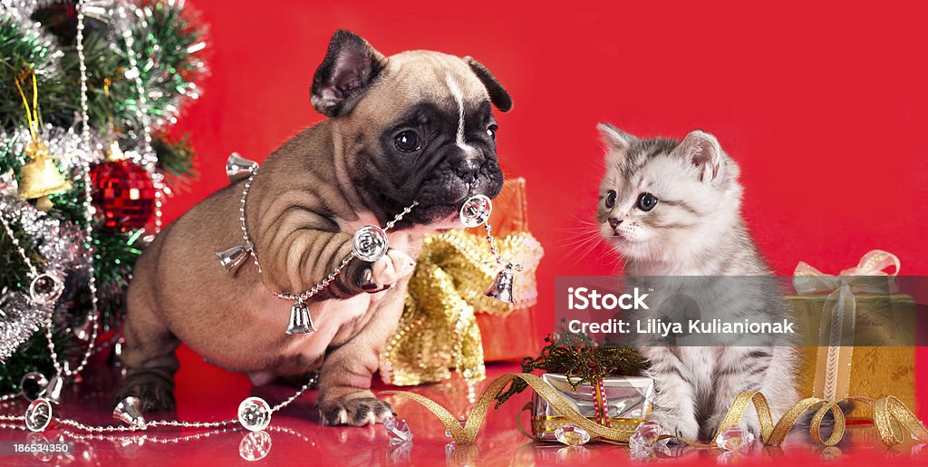 kitten and puppy kitten and puppy, holiday decorations Dog Stock Photo