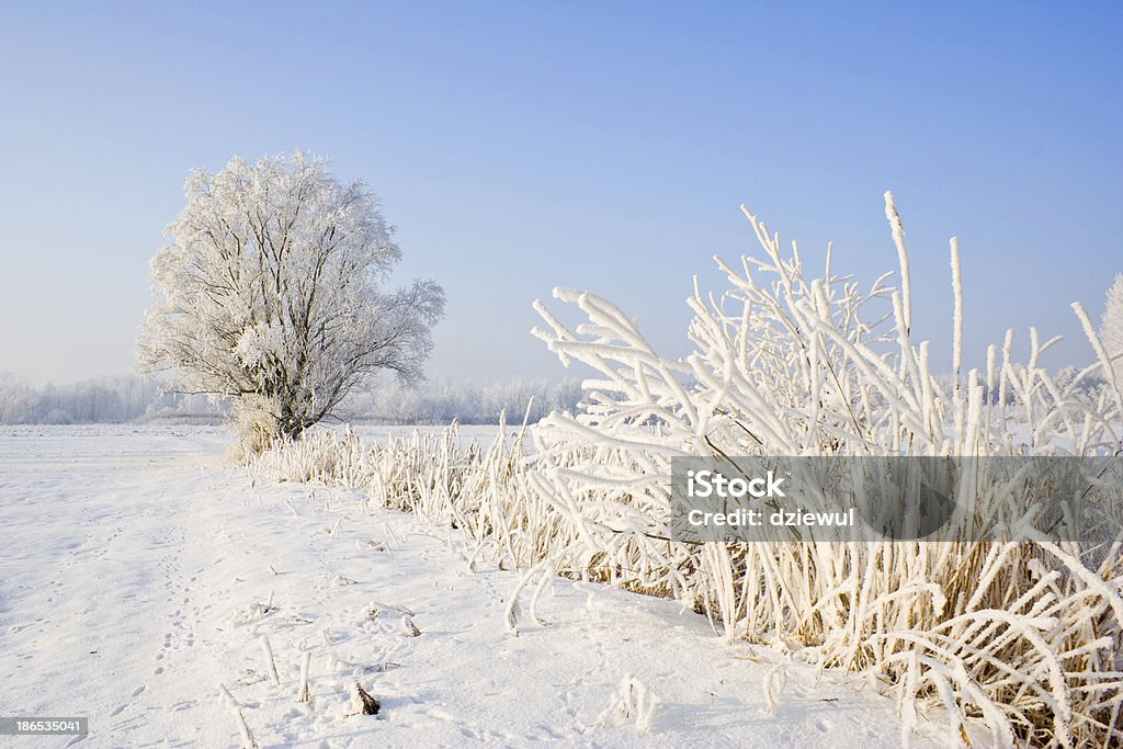 Winter frost in the wild forest. Deep wilderness nature Animals In The Wild Stock Photo