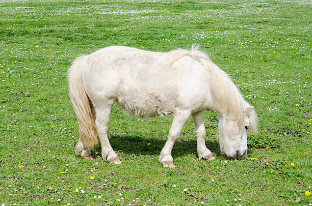 istock white horse on a green meadow 186535300