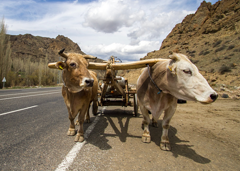 Ox yoke carrying load in Erzurum Tortum district