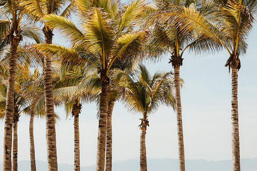 Beautiful palm trees in Mexico.