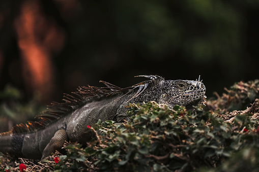 A large iguana, sunning itself on top of a hedge at a resort in Puerto Vallarta, Mexico.