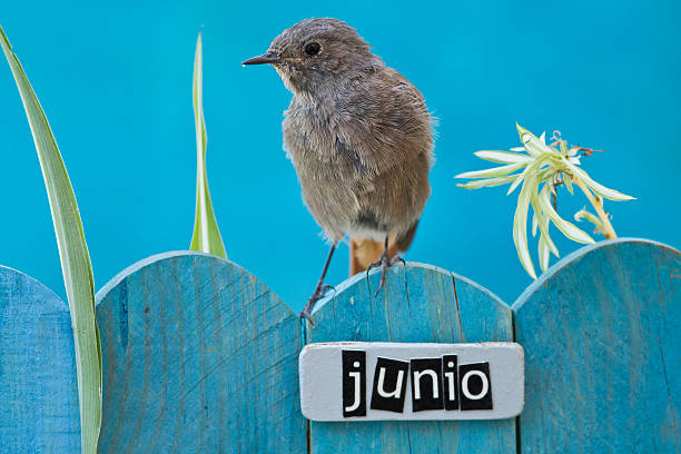 istock Bird perched on a June decorated fence 186537169