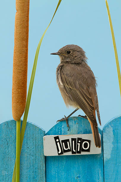 istock Bird perched on a July decorated fence 186537180