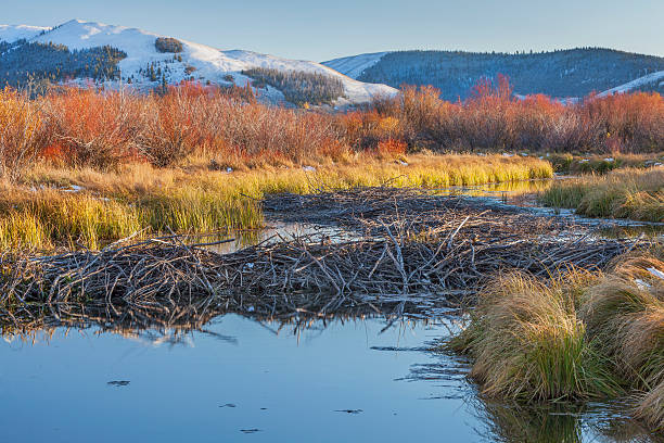 beaver dam on North Platte River beaver dam on North Platte River  above North Gate Canyon near Cowdrey, Colorado, in a fall scenery beaver dam stock pictures, royalty-free photos & images