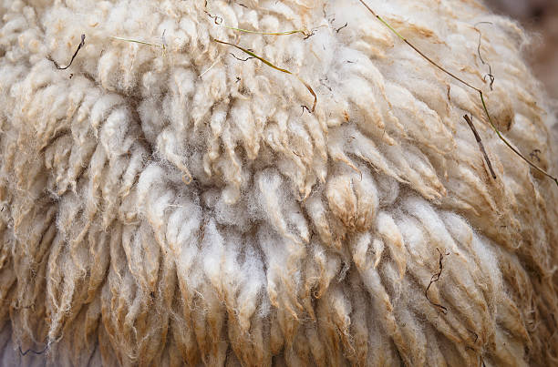 istock sheep in green field farm 186539423