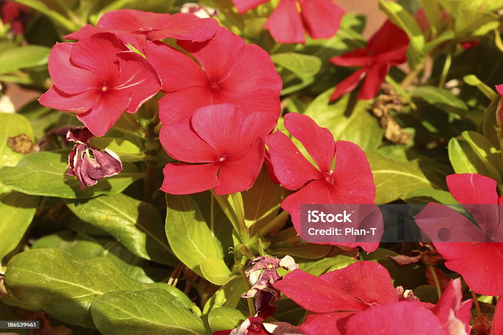 Rote Geranien - Lizenzfrei Baumblüte Stock-Foto