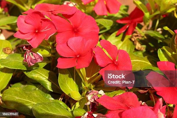 Foto de Red Gerânio e mais fotos de stock de Cabeça da flor - Cabeça da flor, Canteiro de Flores, Desfocado - Foco