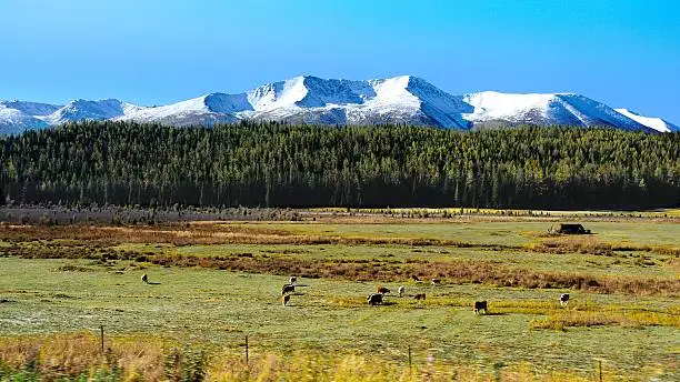Snow mountain,forest and pasture.