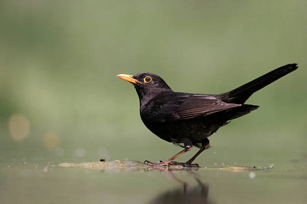 Blackbird, Turdus merula, Blackbird, Turdus merula,single male at water, Hungary, blackbird stock pictures, royalty-free photos & images