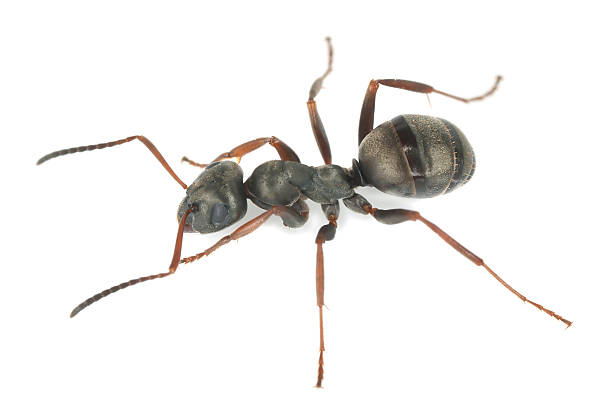 istock Black ant isolated on white background, extreme close-up 186541134