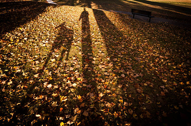 Man and dog shadow against fallen leaves stock photo