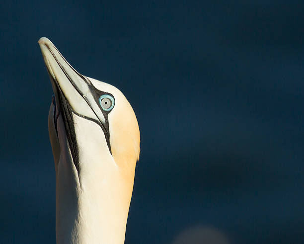 istock Close-up of a gannet 186541715